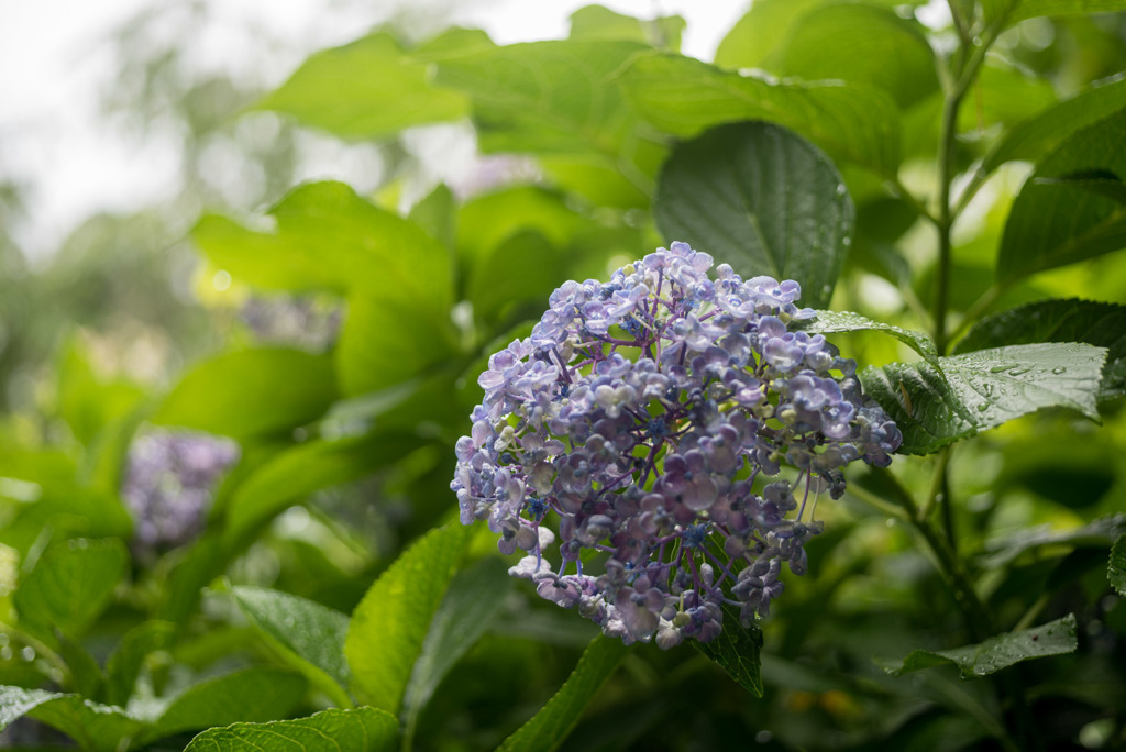 浄慶寺【紫陽花：ウズアジサイ】20180616
