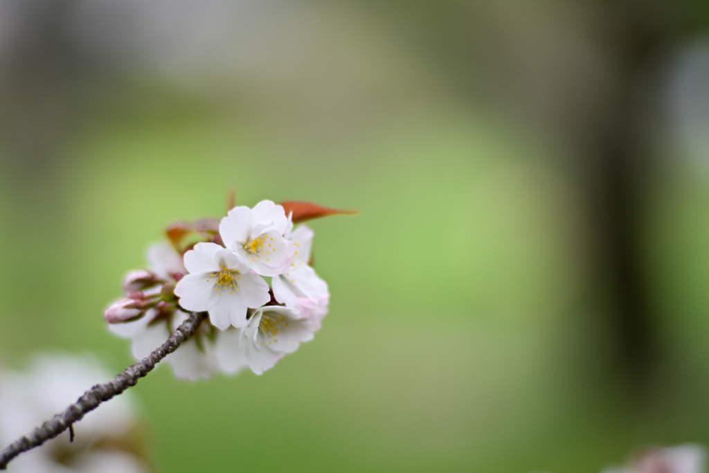 神代植物公園【サクラ：嵐山】①20240406