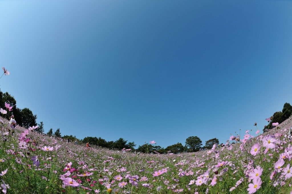 【コスモス】20131014
