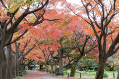 小石川植物園【カエデ並木の紅葉】②20181209