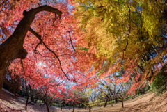 新宿御苑【モミジ山の紅葉】⑤20161210