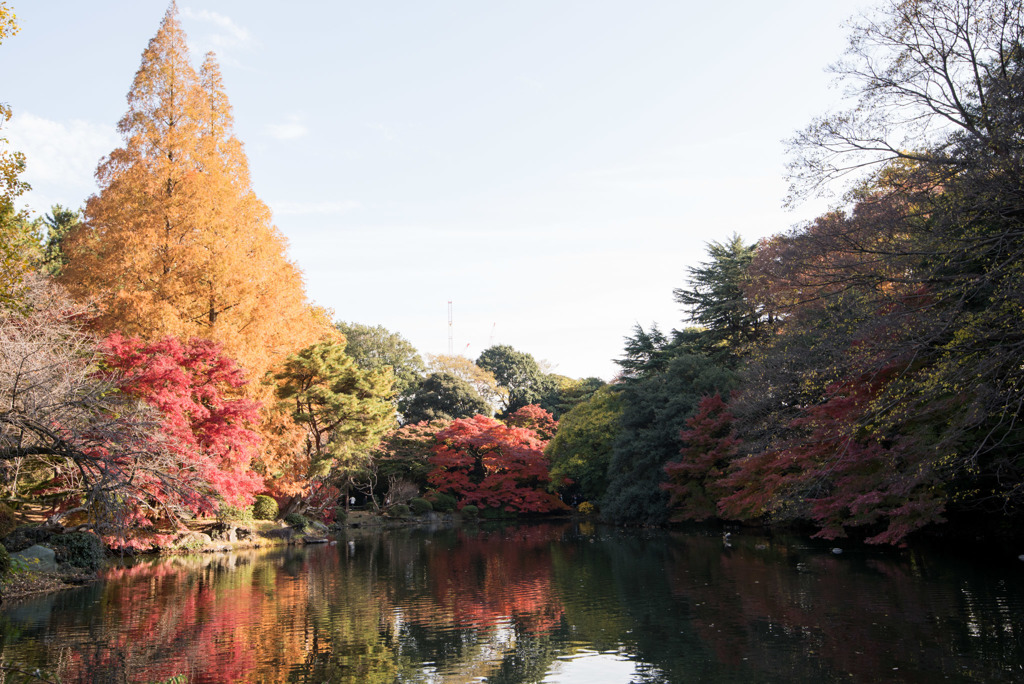 新宿御苑【下の池の紅葉】①20181201