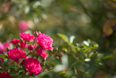 【京成バラ園(薔薇：ラブリー・フェアリー)】20161023