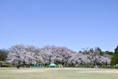 神代植物公園【築山沿いのサクラ】①20250404