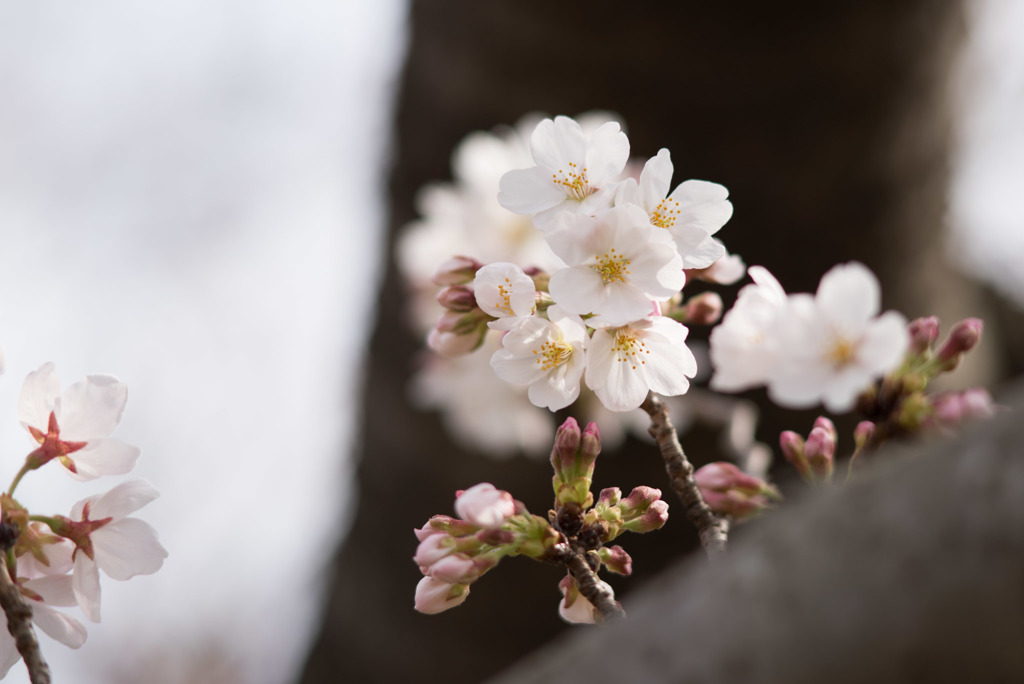 テリタビーズ公園【桜： 染井吉野】⑦20180324