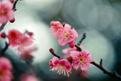 府中市郷土の森【梅の花：佐橋紅】④20210116