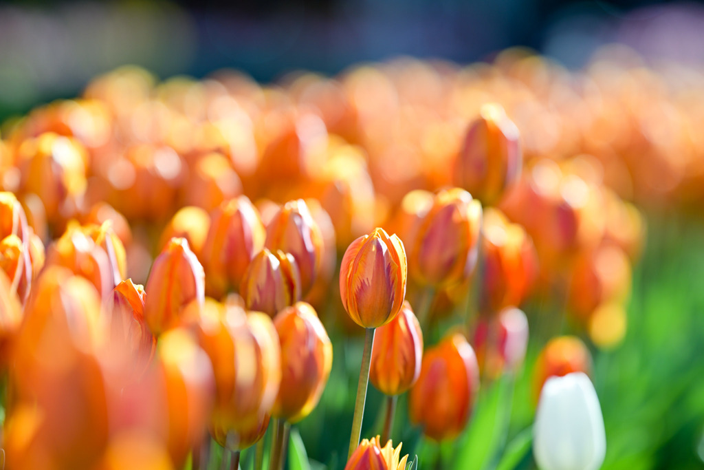 サムエル・コッキング苑【チューリップ：プリンセスイレーネ】①20260106