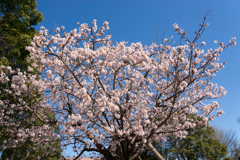 大船植物園【入口そばの玉縄桜】②20170219