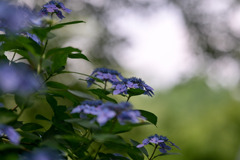 生田緑地【あじさい山：紫陽花(額系)】①20250620