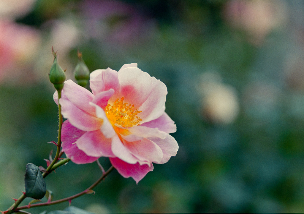 神代植物公園【秋バラ：ファンファーレ】②20191020
