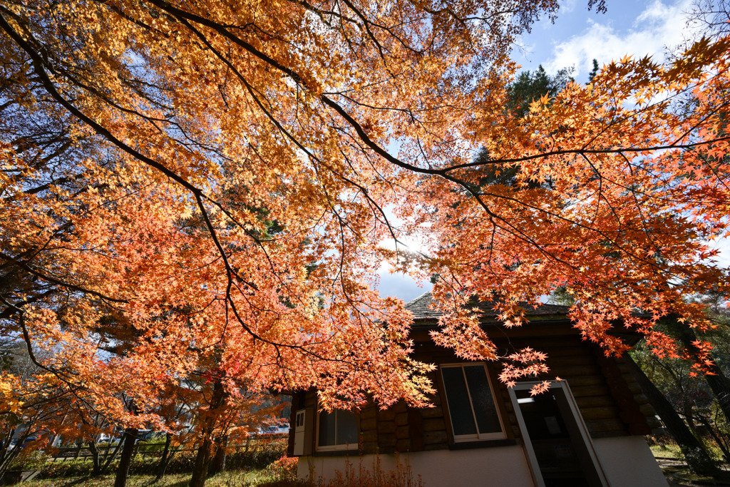 富士五湖の紅葉【山中湖】③20251116