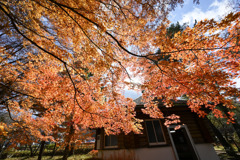 富士五湖の紅葉【山中湖】③20251116