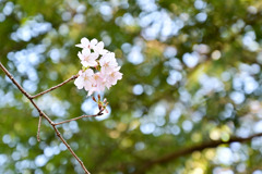 薬師池公園【玉繩桜：近景】②20250310