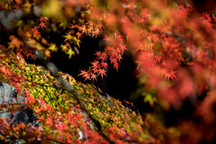 九品仏浄真寺【紅葉】⑩20191208