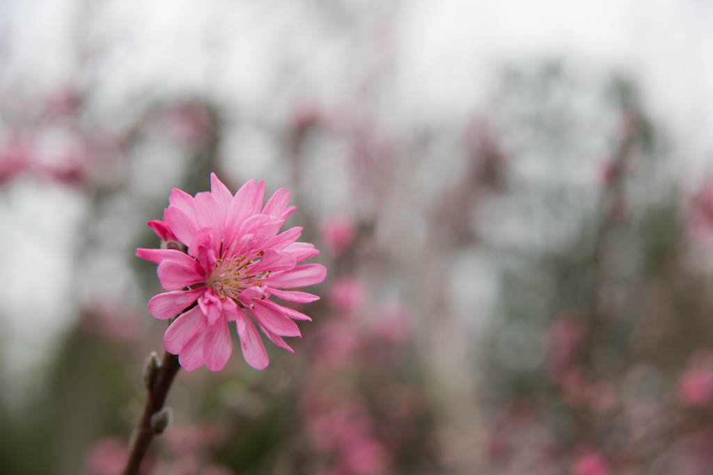 【花菜ガーデン(ハナモモ・菊)】20150404