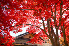 昭和記念公園【日本庭園の紅葉：清池軒沿いの眺め】②20251117