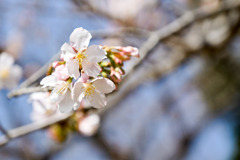 王禅寺ふるさと公園【玉縄桜：アップ】③20250301
