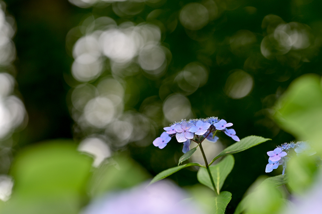 薬師池公園【紫陽花：えびね苑】②20240620
