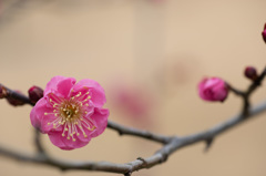 【小田原フラワーガーデン(八重寒紅)】②20150124