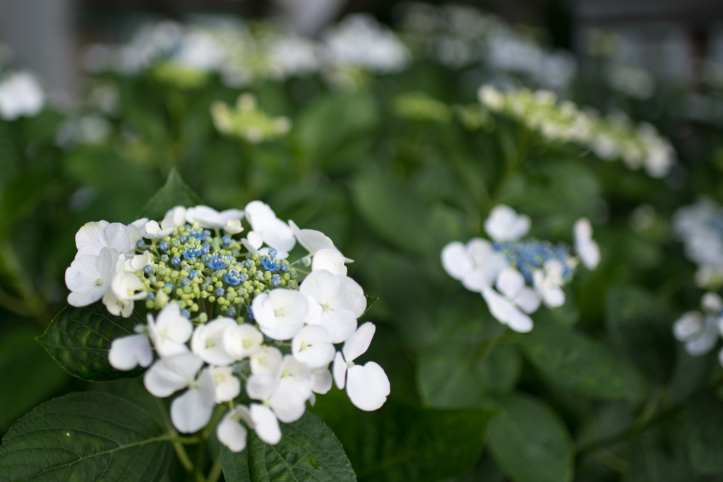 相模原北公園【紫陽花：リベラバイス】20220619