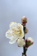 【芳流閣】20140211