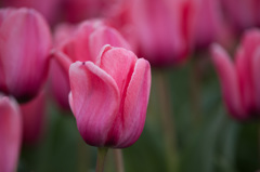 【花菜ガーデン(ピンクインプレッション)】②20150404