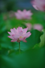 【ハス】20130715