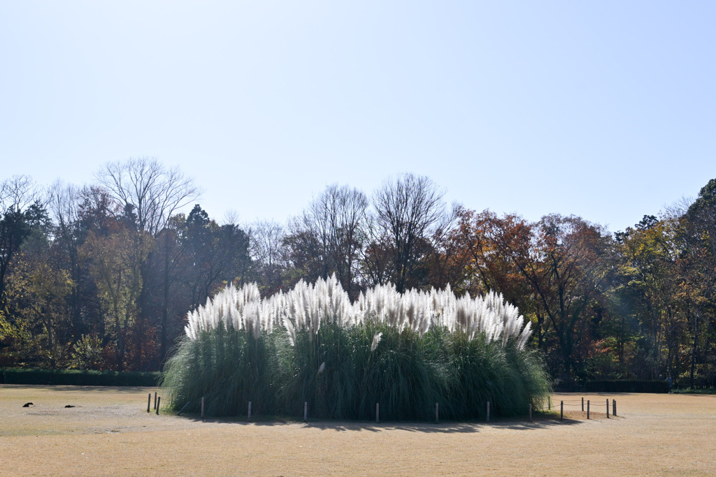 神代植物公園【パンパスグラス】①20251130