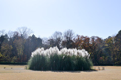 神代植物公園【パンパスグラス】①20251130