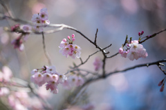 神代植物公園【神代曙の近景】②20230319