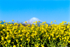 吾妻山公園【菜の花と富士山】②20230129銀塩NLP