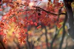 神代植物公園【雑木林付近の紅葉】②20191214