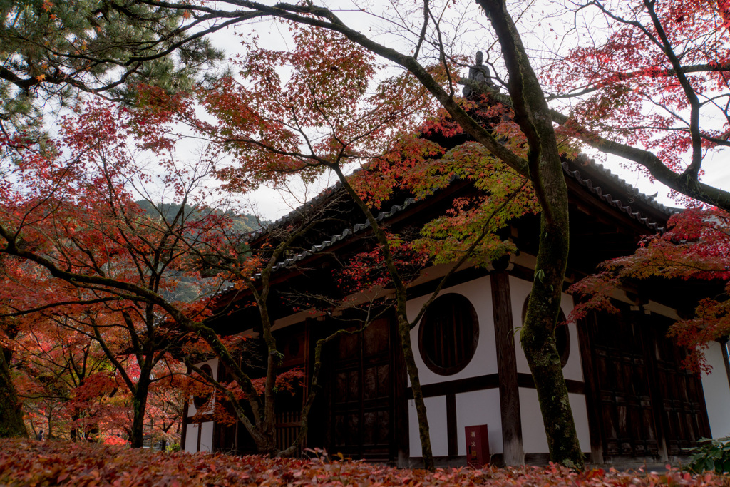 京都の紅葉【永観堂：画仙堂付近】②20201126