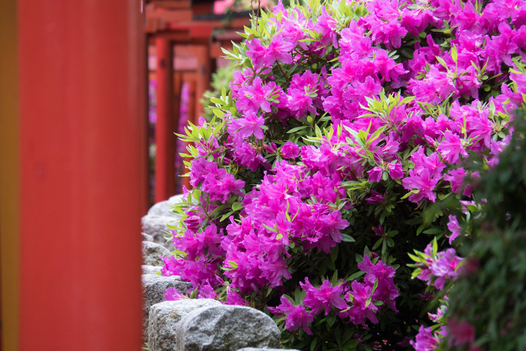 根津神社つつじ祭り【つつじに千本鳥居】④20190427