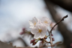 テリタビーズ公園【桜： 染井吉野】⑥20180324