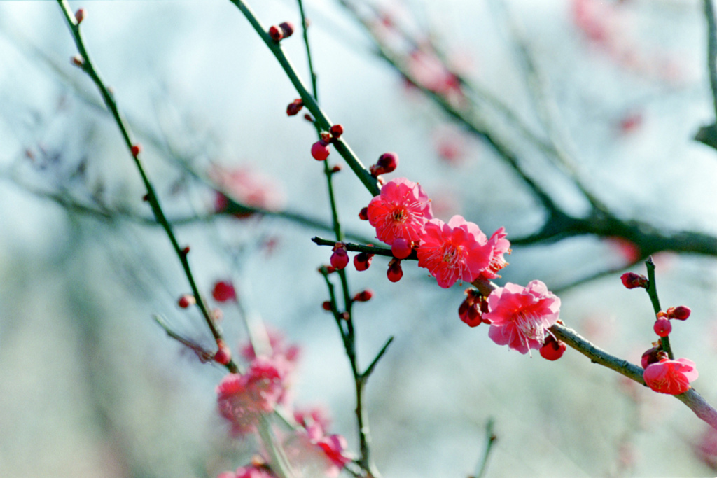 府中市郷土の森公園【梅の花：唐梅】20220305銀塩
