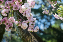 神代植物公園【桜：福禄寿】①20170423