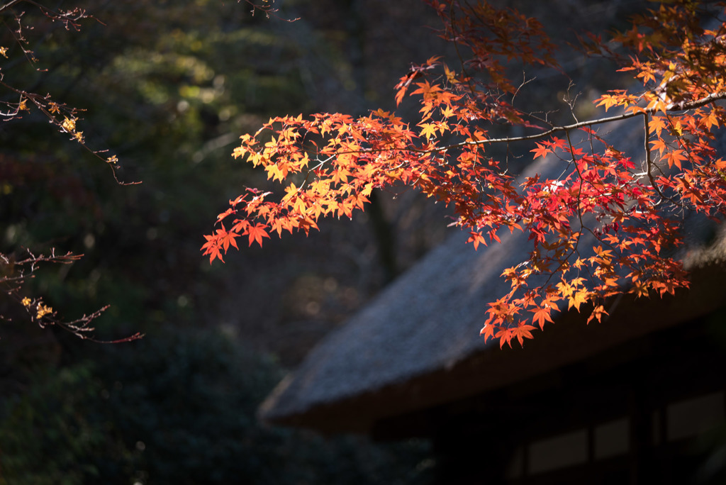 薬師池公園【旧荻野家住宅の紅葉】④20181123