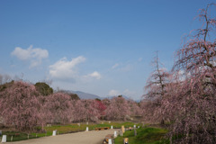 鈴鹿の森庭園【しだれ梅(早朝)】②20190316