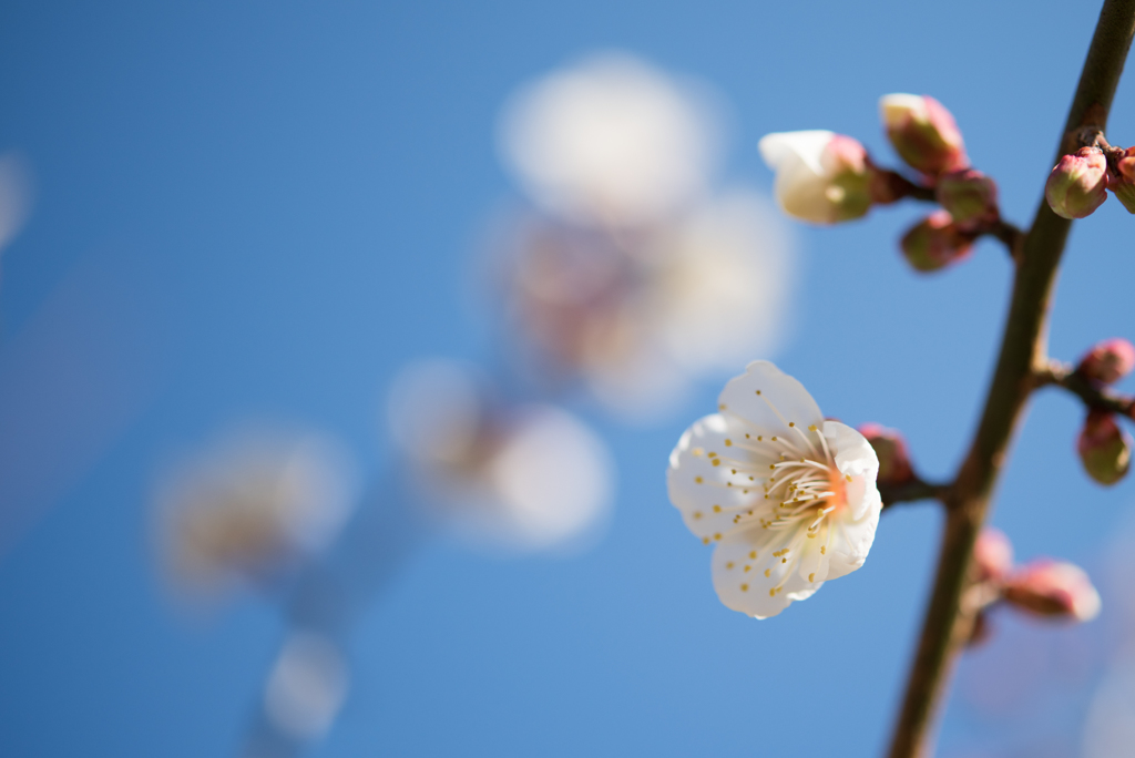 小田原フラワーガーデン【梅：古城の春】①20170107