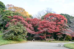 小石川後楽園【丸屋付近の紅葉】①20241202