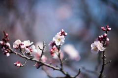 府中市郷土の森公園【梅の花：豊後】②20220305