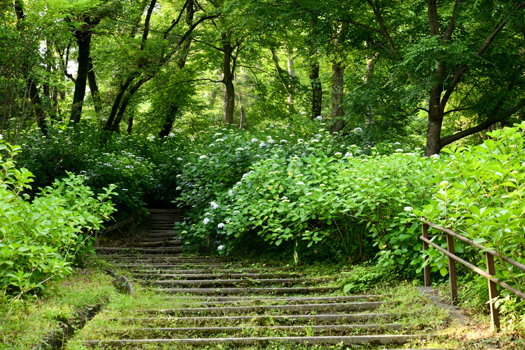 生田緑地【紫陽花(遠景)】①20240606