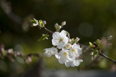 本牧山頂公園【大島桜】⑧20210317