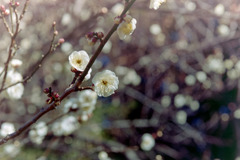 小田原FG【梅：辻村早咲】③20190119