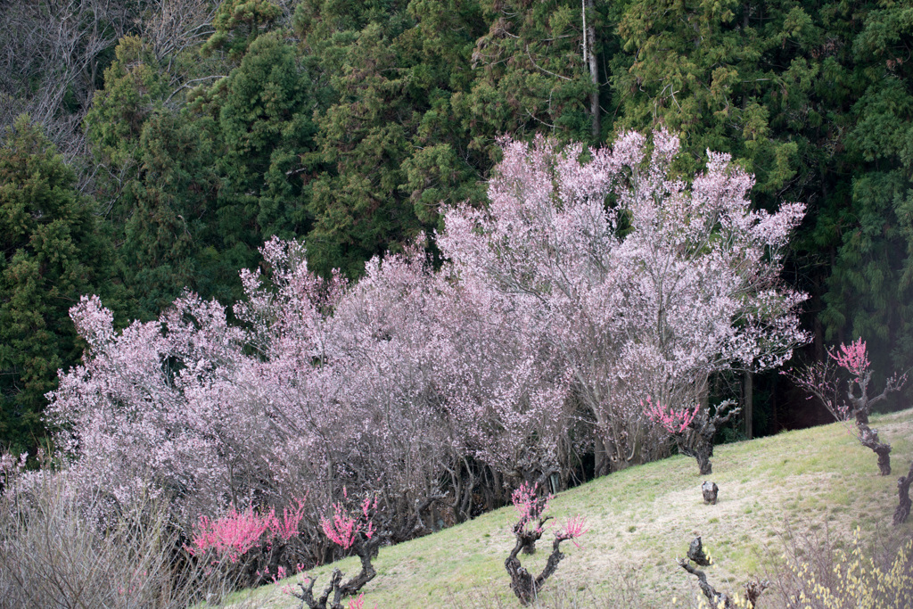 花桃の丘【七分咲きの桜】②20210316