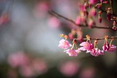 本牧山頂公園【桜：横浜緋桜】④20220325