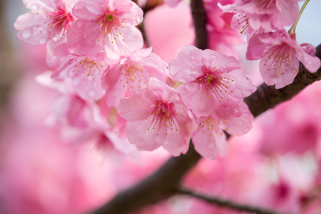 本牧山頂公園【桜：横浜緋桜】⑤20180324