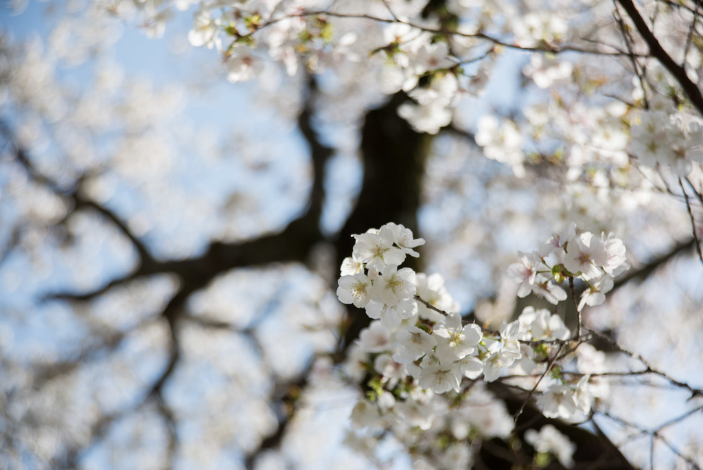 神代植物公園【サクラ：白雪】20180331