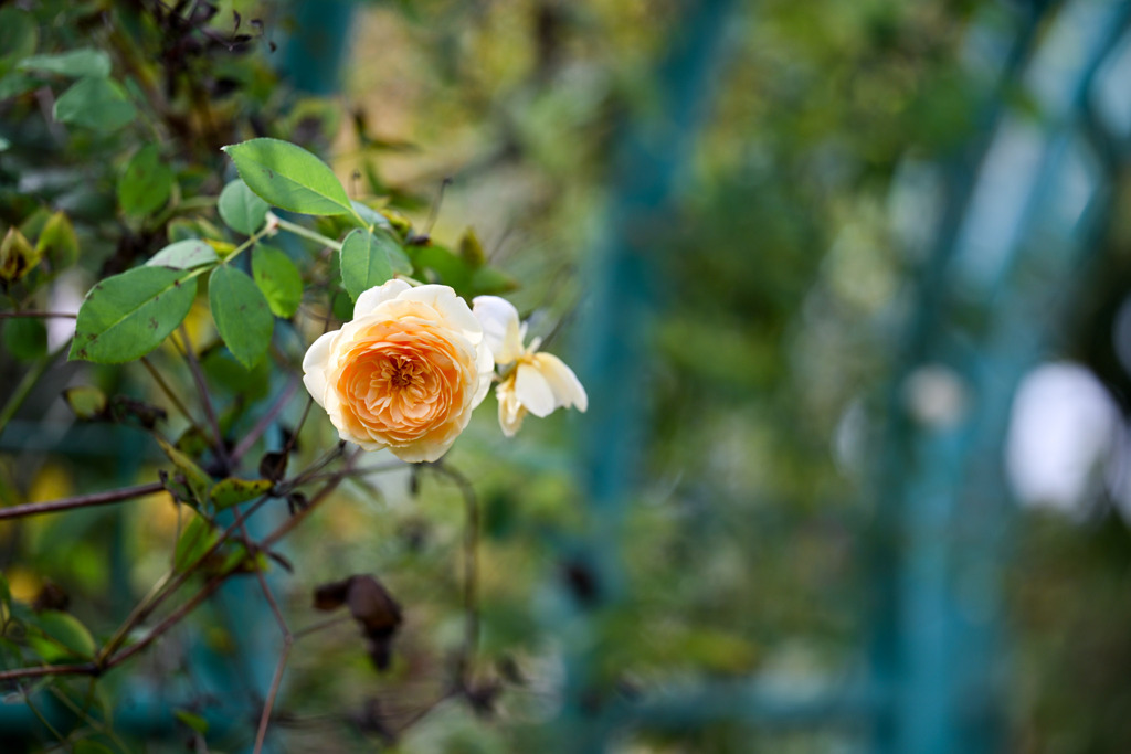 花菜ガーデン【秋パラ：ティージング・ジョージア】20251027